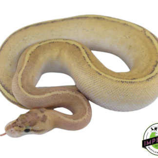 Puma Ball Python Baby