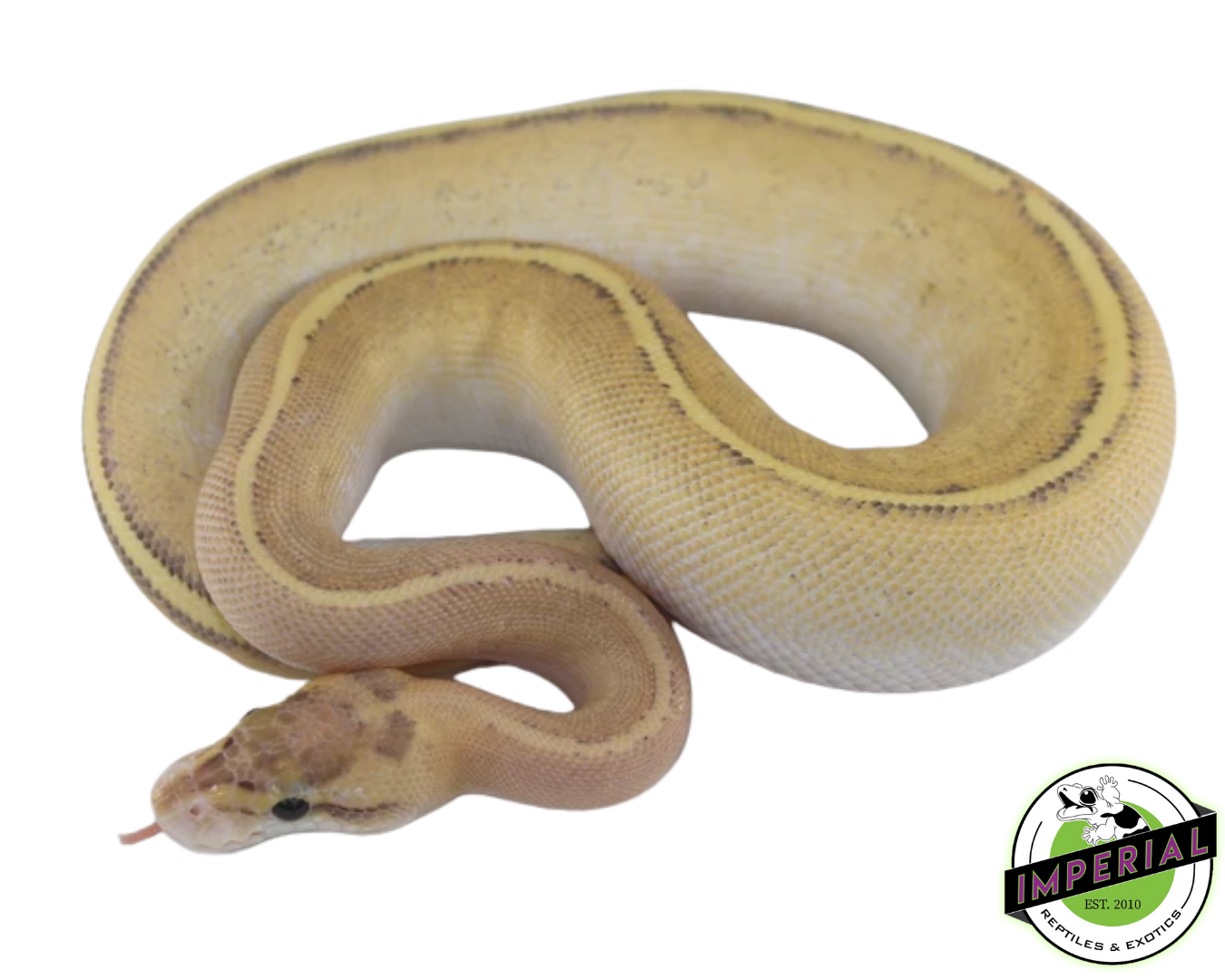 Puma Ball Python Baby