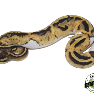 Pastel Pied (High Pattern)