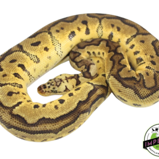 Pastel Clown Ball Python