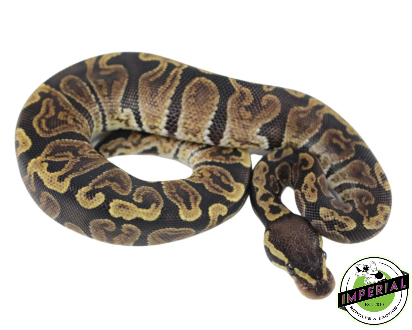 GHI Ball Python Baby - Image 2