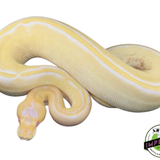 Albino Champagne Ball Python