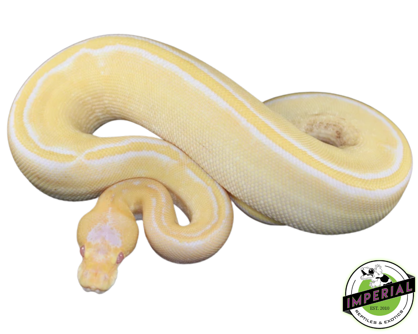 Albino Champagne Ball Python