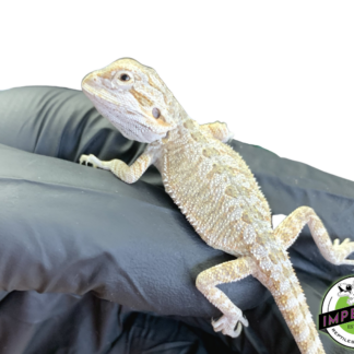 Frosted Hypo Bearded Dragon Baby