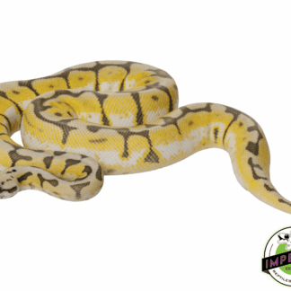 Bumble Bee Ball Python
