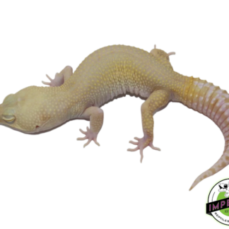 High Contrast Raptor (ALL RED EYE) Leopard Gecko Adult