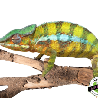 Panther Chameleon (Vohemar)