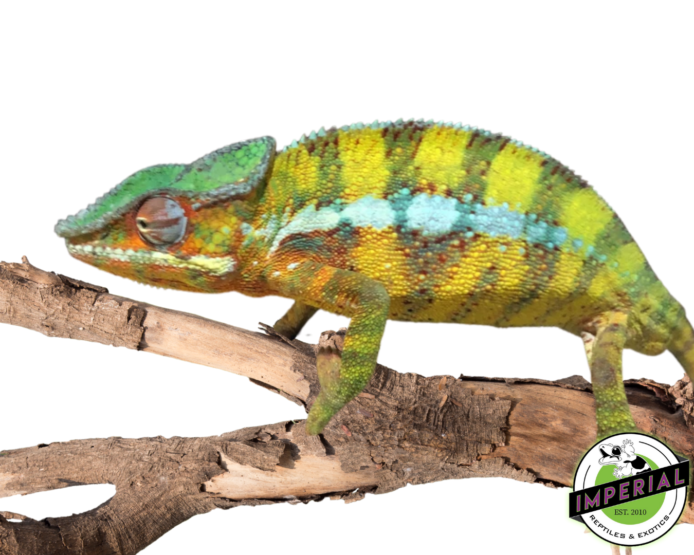Panther Chameleon (Vohemar)