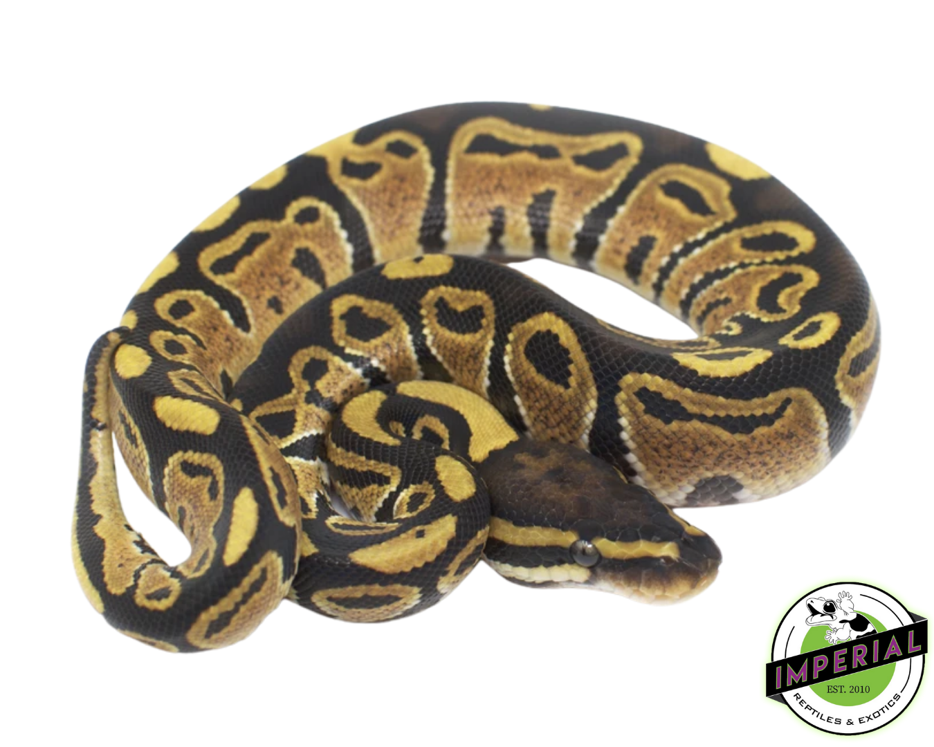 Special Ball Python Baby - Image 3