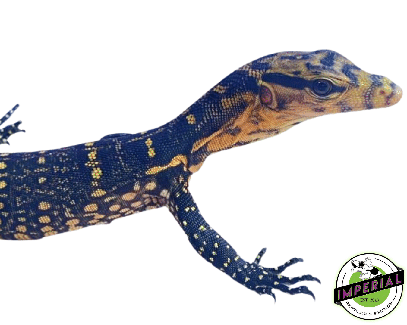 CB Cumingi Monitor Baby - Image 3