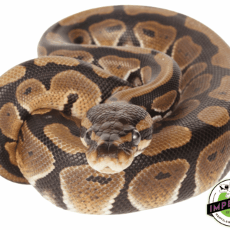 Het Clown Sub Adult Ball Python