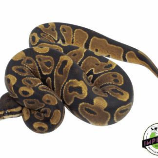 Scaleless Head het. Albino Ball Python