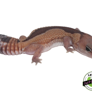 Zulu Het Caramel African Fat Tail Gecko