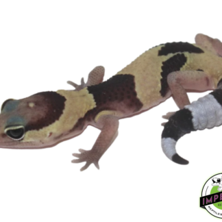 Jungle African Fat Tail Gecko Baby