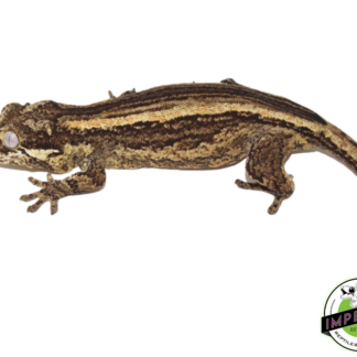 Striped Gargoyle Gecko