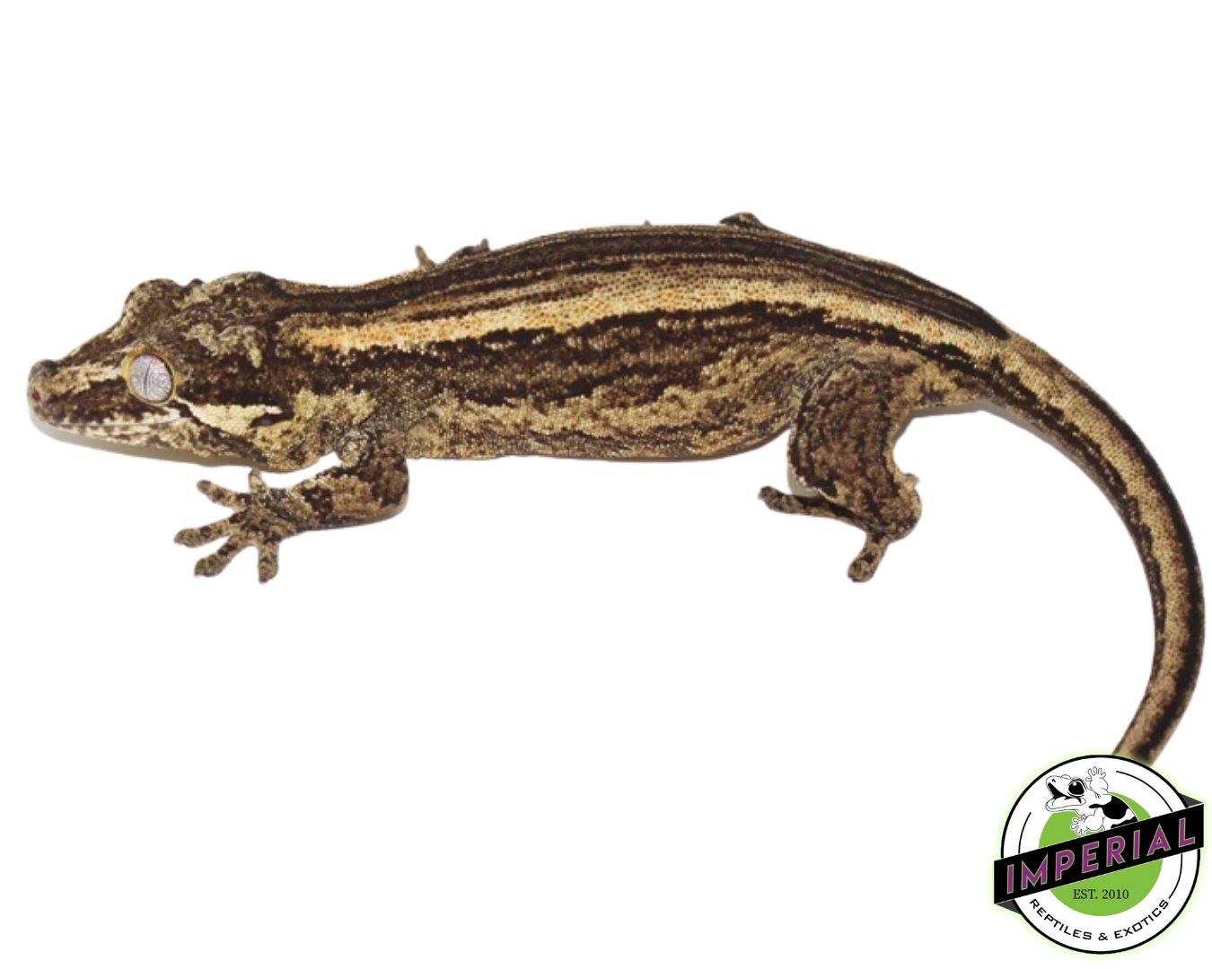 Striped Gargoyle Gecko