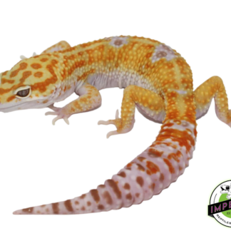 Tangerine Albino (Hybino) Leopard Gecko Adult