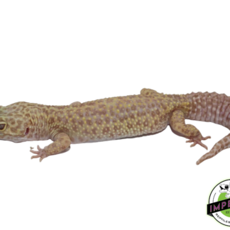 Aptor Leopard Gecko Adult