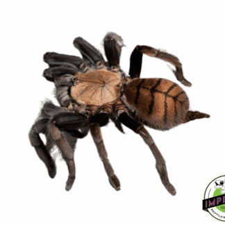Indian Violet Tarantula (Chilobrachys fimbriatus)