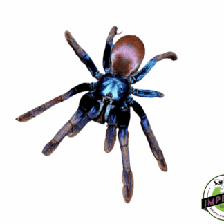 Indian Rainbow aka LSD Earth-Tiger Tarantula (Haploclastus devamatha) Female