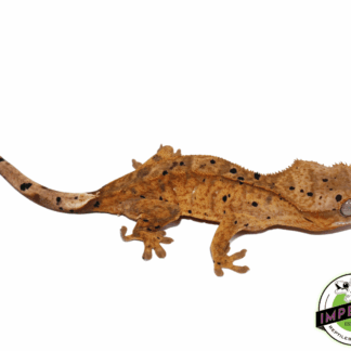 Ink Blotch Dalmatian w/ Pale White Base Crested Gecko (#101223-I10)