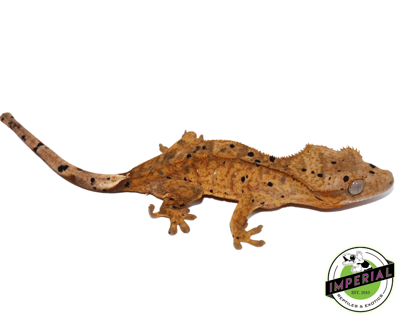 Ink Blotch Dalmatian w/ Pale White Base Crested Gecko (#101223-I10)