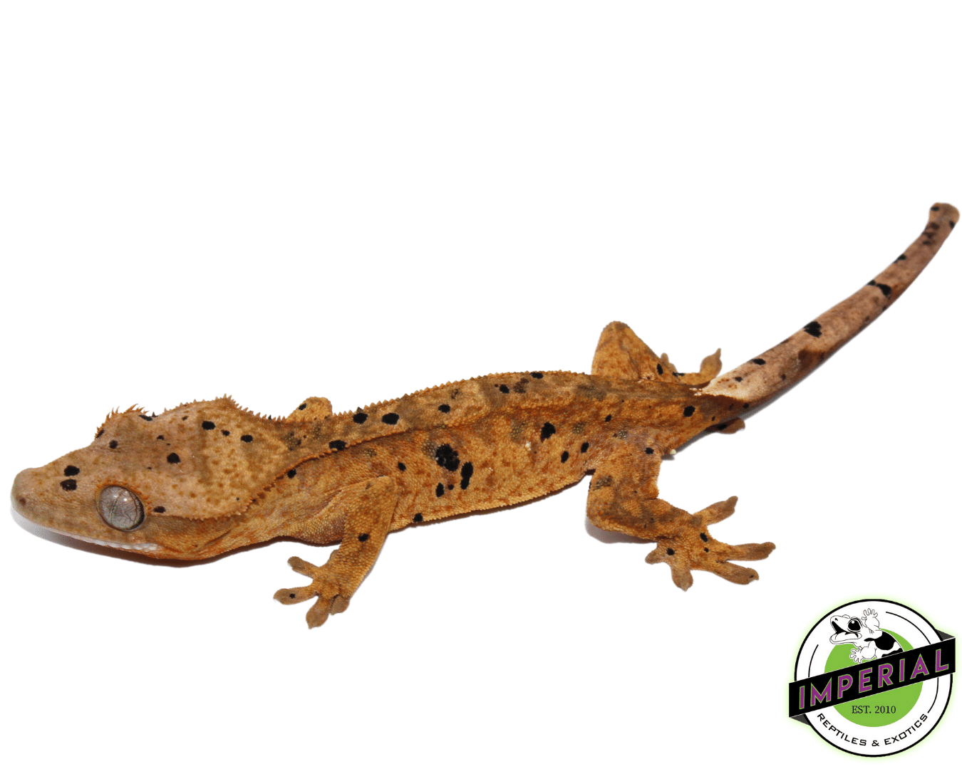 Ink Blotch Dalmatian w/ Pale White Base Crested Gecko (#101223-I10) - Image 2