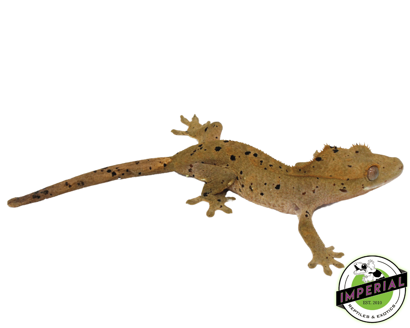 Ink Blotch Super Dalmatian Crested Gecko (#101223-I1) - Image 2