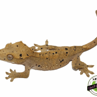Ink Blotch Super Dalmatian Crested Gecko (#101223-I1)