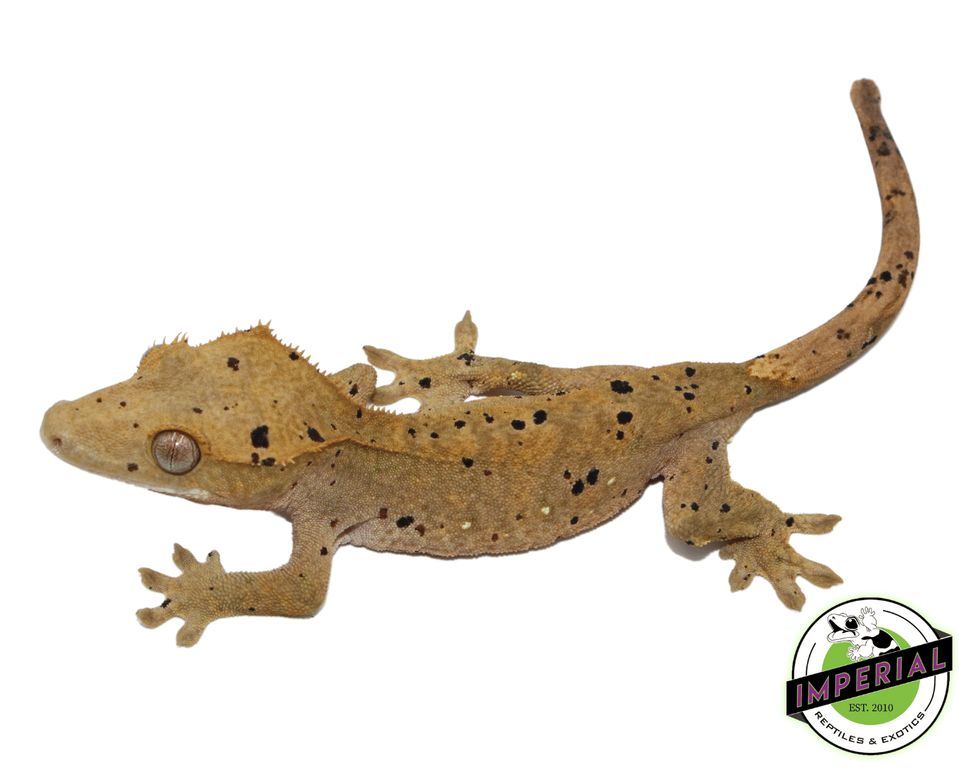 Ink Blotch Super Dalmatian Crested Gecko (#101223-I1)