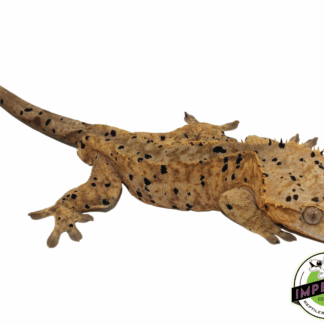 Ink Blotch Yellow Dalmatian Crested Gecko Male (#101223-I18)