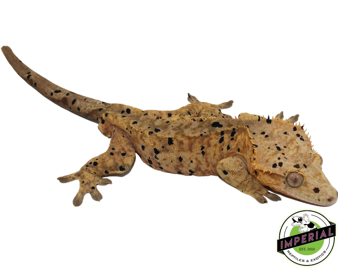 Ink Blotch Yellow Dalmatian Crested Gecko Male (#101223-I18)