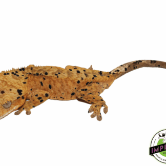 Ink Blotched Super Dalmatian w/ Orange Base Crested Gecko Young Adult Male (#101223-I11)