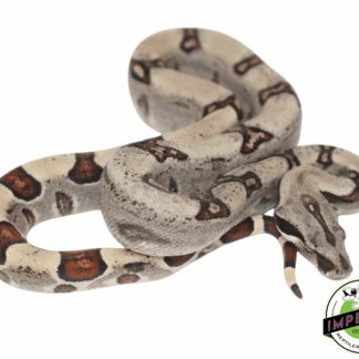 Jungle Colombian Boa Baby