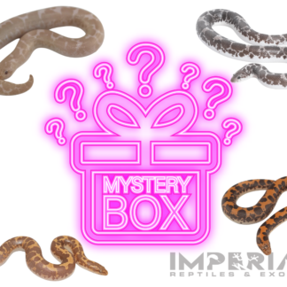 Kenyan Sand Boa Mystery Box Online