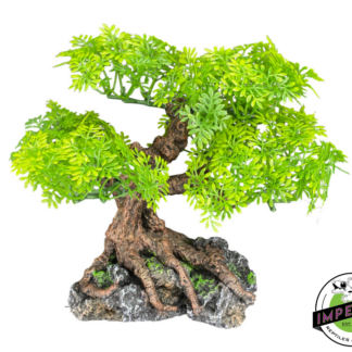 Komodo Bonsai Tree 7 IN