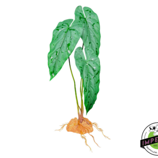 Komodo Standing Plant Emerald Vine 18 IN