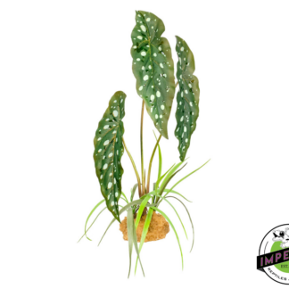 Komodo Standing Plant Spotted Begonia 18 IN