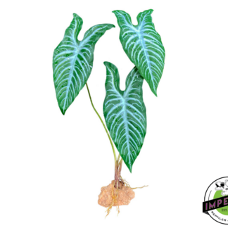 Komodo Standing Plant White Vein 18 IN