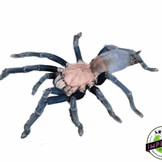 Kordilla Earth Tiger Tarantula (Selenocosmia sp. 'Kordillera')