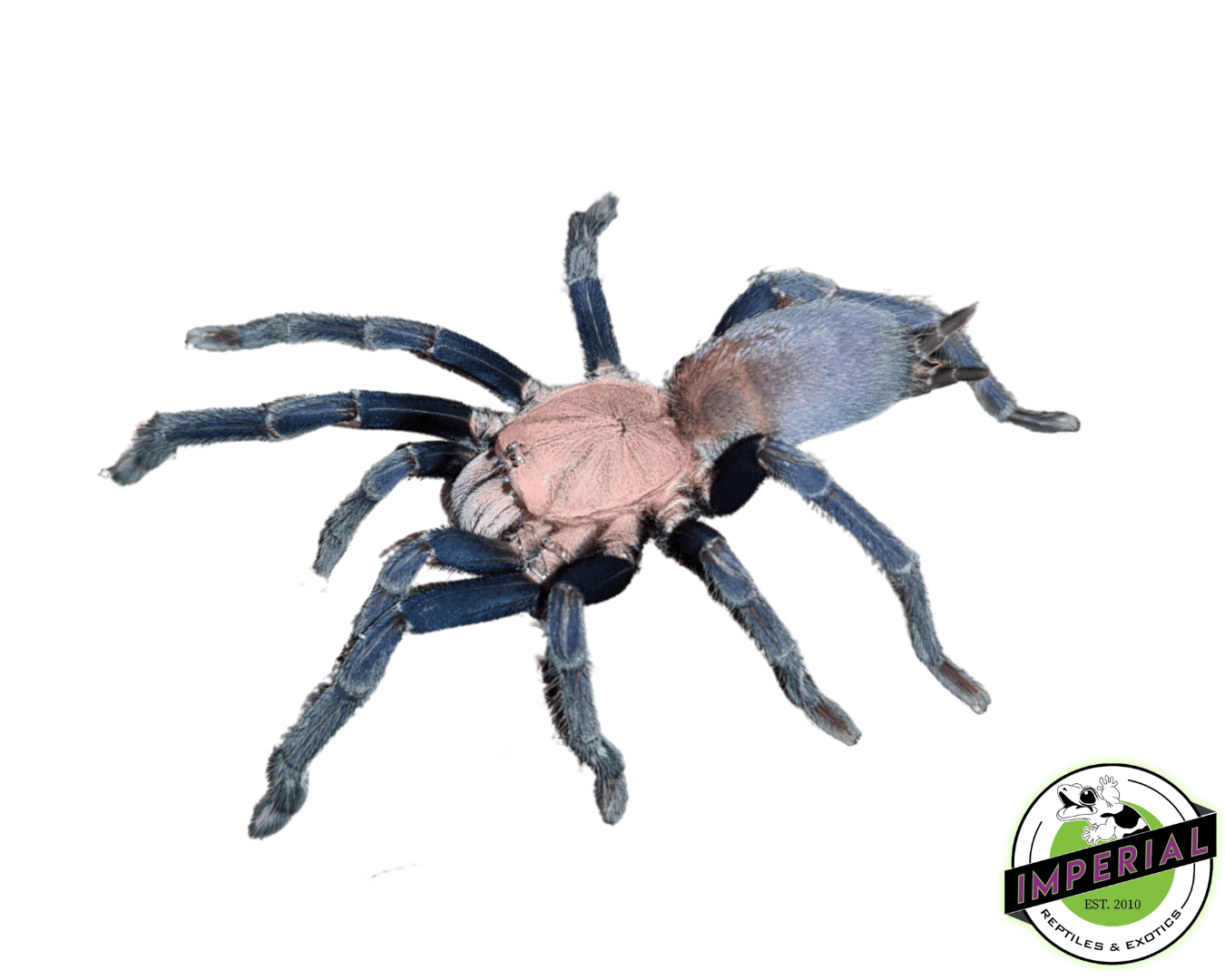 Kordilla Earth Tiger Tarantula (Selenocosmia sp. 'Kordillera')