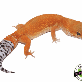 OG Tangerine Leopard Gecko Adult