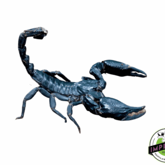 Laotian Black Forest Scorpion (Heterometrus laoticus)