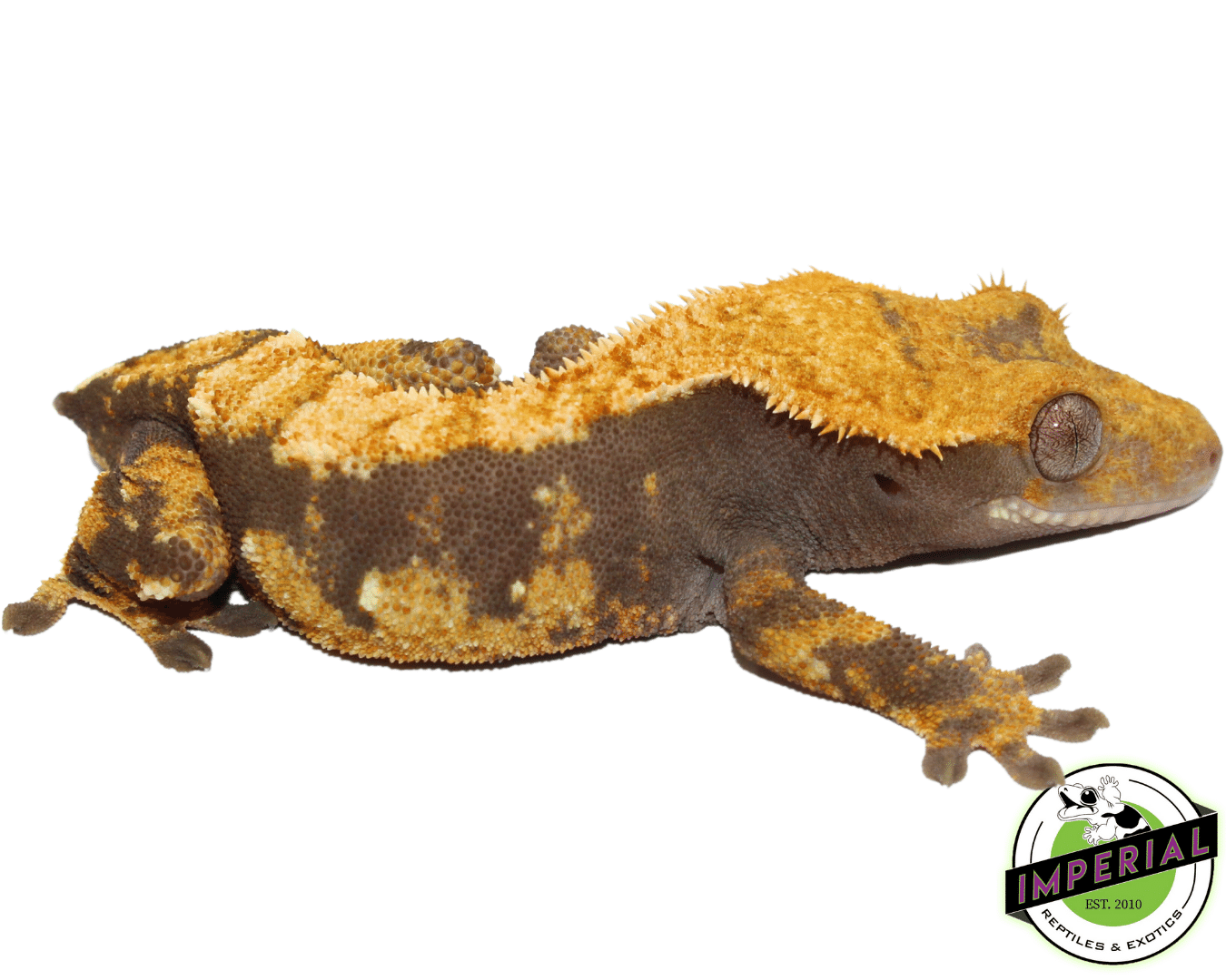 Lavender Harelquin Crested Gecko (#101223-I12) - Image 2