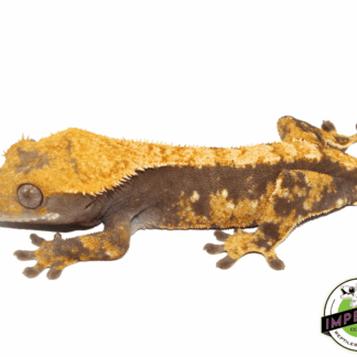 Lavender Harelquin Crested Gecko (#101223-I12)