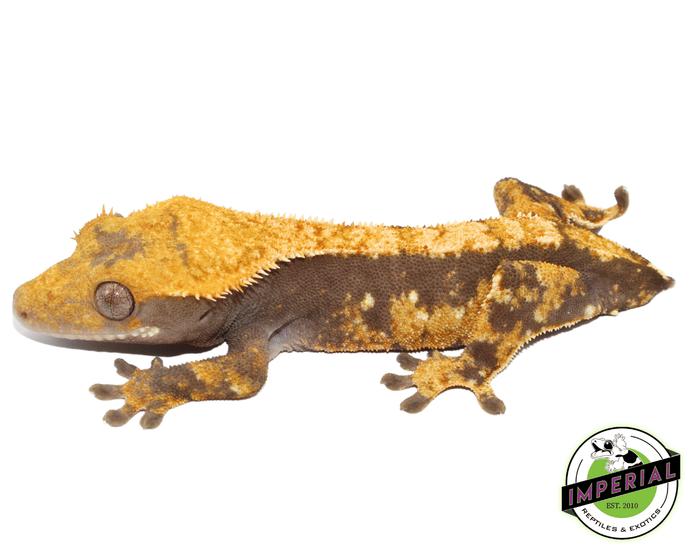 Lavender Harelquin Crested Gecko (#101223-I12)