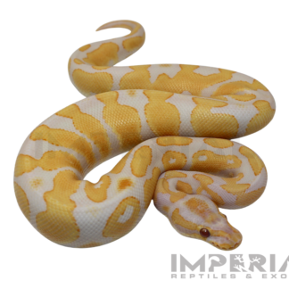 Lavender Albino Yellowbelly Ball Python