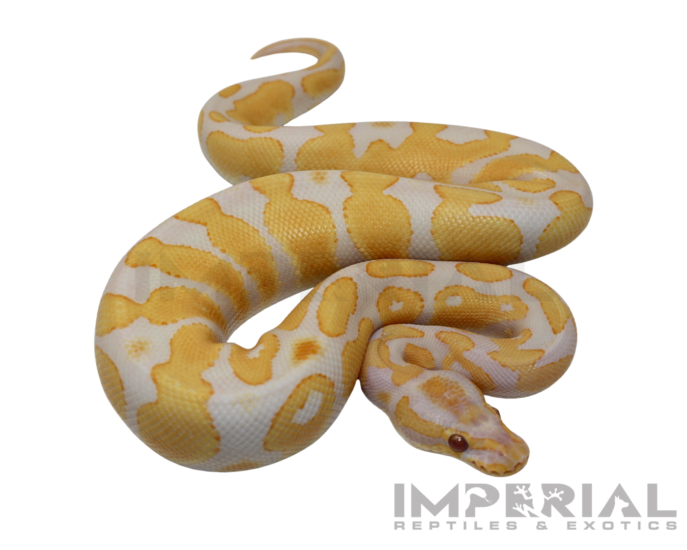 Lavender Albino Yellowbelly Ball Python