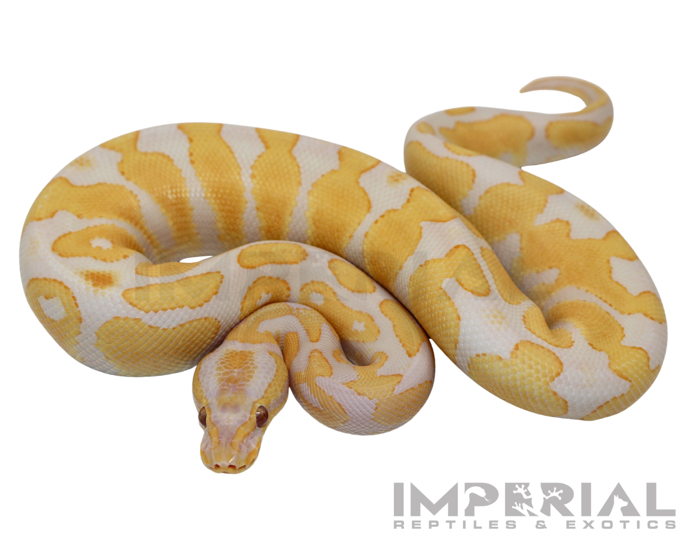 Lavender Albino Yellowbelly Ball Python - Image 2