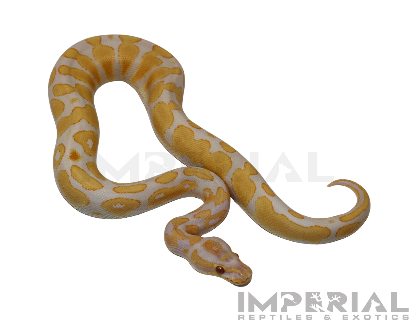 Lavender Albino Yellowbelly Ball Python - Image 3